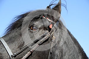 Landscape photo of a pitch black friesian`s head between the blue sky.