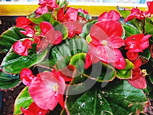 Landscape photo of the red impatient hawkers planted on the pot in the garden photo