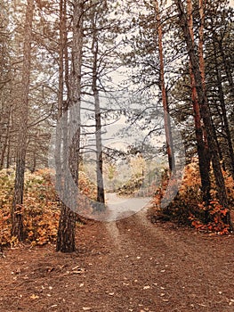 Landscape photo in sepia style of gloomy autumn day in misty frowning forest with bare trees