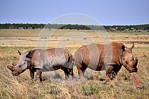 A landscape photo of two African white rhinos in defense position.