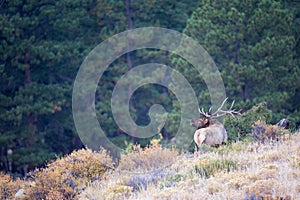 Landscape photograph of bugling bull elk photo