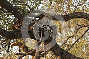 Landscape photograph of male leopard resting in big tree photo