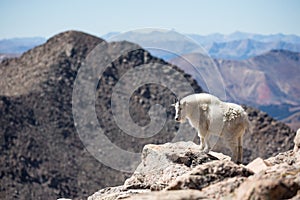 Landscape photograph of rocky mountain goat