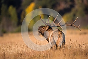 Landscape photograph of rutting bull elk