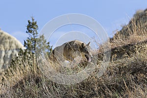 Landscape photograph of timber wolf