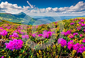 Landscape photography. Blooming pink rhododendron flowers on the Chornogora range.