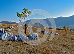 Landscape photography, one lonley tree in the middle of a rocky field, autumn background in the mountains, cold, serene fall