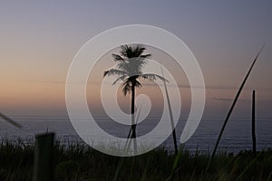 Landscape photography with plants and coconut tree in the foreground and beach in the background