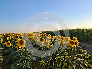 Landscape photography of sunflower fields in Vojvodina atari. Serbia, summer 2020 photo