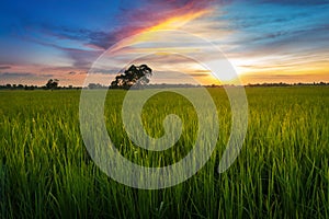 Landscape photography sunset at the rice fields.