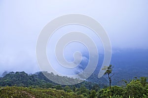 Landscape of Phu Thap Boek mountain in the morning with fog