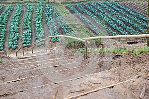 Landscape at Phu Tub Bergh hill, Thailand. photo