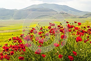 Landscape of Piano di Castelluccio