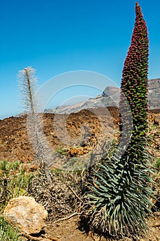 Landscape of the  Pico del Teide mountain volcano in Teide National Park, Tenerife, Spain