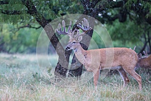 Landscape picture with big typical whitetail buck