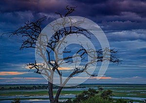 Landscape picture of the Chobe River at the Chobe National Park in Botsuana photo