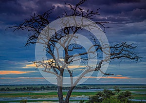 Landscape picture of the Chobe River at the Chobe National Park in Botsuana photo