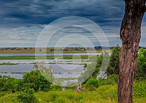 Landscape picture of the Chobe River at the Chobe National Park in Botsuana photo