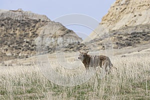 Landscape picture of coyote with hills in background