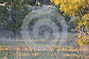 Landscape picture of huge non-typical whitetail buck during the rutting season