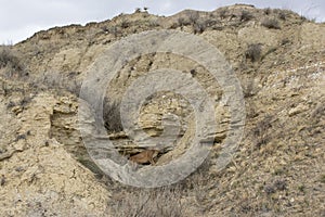 Landscape picture of mountain lion at den