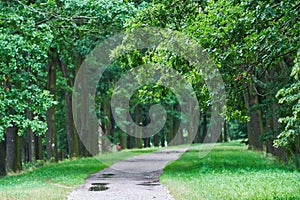 Landscape picture of  old sand road or pathway in the deep oak forest.