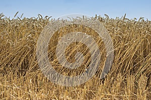 Landscape Picture of the yellow riped and dried wheat field just harvested by combine harvestor.