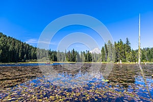 Landscape of the picturesque Trillium Lake with couple of kayaking surrounded by forest overlooking Mount Hood and water lilies in