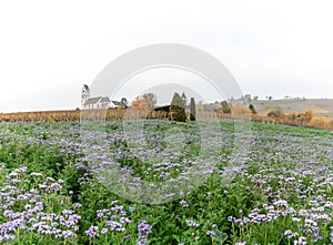 Landscape with a picturesque white country church surrounded by golden vineyard pinot noir grapevines and a purple phacelia flower