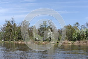 Landscape with Pilica river in early spring with fresh green trees on a sunny day with blue sky in Mazowieckie region, Poland