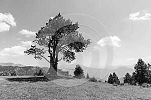 Landscape with pine on the Coll de la botella in the area Pal Arisal