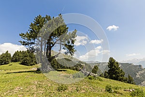 Landscape with pine on the Coll de la botella in the area Pal Arisal, Andorra photo