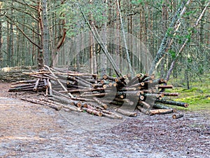 Landscape with pine forest with curved trunks, cut trees on the ground