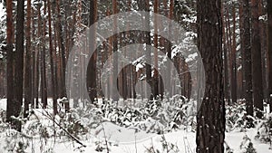 Landscape of pine forest with tree trunks at cold winter day filmed in a slowmo