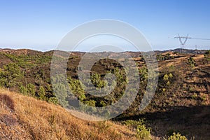 Landscape of pine and quercus suber trees