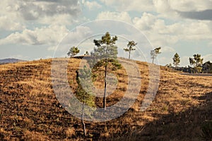 Landscape of pine and quercus suber trees