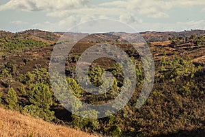 Landscape of pine and quercus suber trees