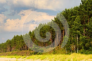 Landscape with pine tree forest growing on dunes at Baltic sea shore.