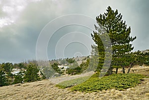 Landscape with pine tree and green juniper on slope