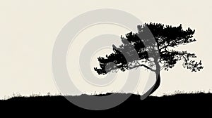 landscape pine tree silhouette