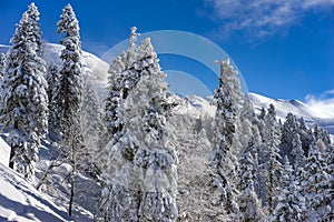 Landscape with pine trees covered with snow