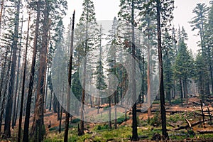 Landscape in a pine trees forest, Yosemite National Park photo