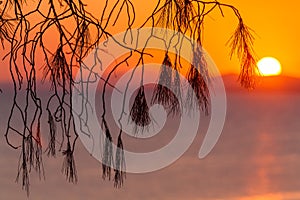 Landscape with Pinetree at Sunset, Sithonia, Greece