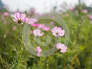 Landscape of pink Cosmos flower