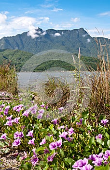 Landscape with pink flowers