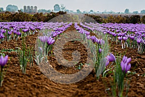 Landscape pink saffron and flower red gold photo