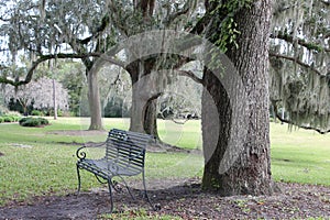 Metal bench under the humongous oak tree photo