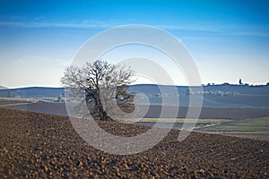 Landscape at the plain of Thebes, Greece