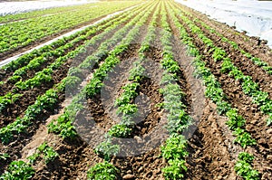 Landscape of plantation field of young potato bushes after watering. Farming and agrocultural industry. Agribusiness. Farm growing