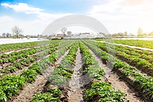 Landscape of plantation field of young potato bushes after watering. Fresh green greens. Agroindustry, cultivation. Farm for